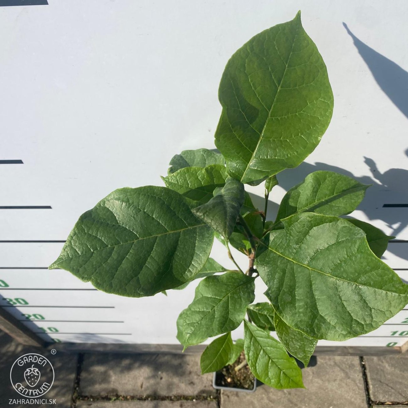 Obrázok Magnólia (Magnolia soulengeana x liliflora) ´GENIE´ ® - výška 60-80 cm, kont. C1,5L (-24°C) - kvitnúca 2x ročne